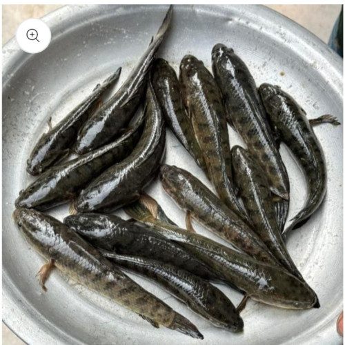 69abcf8fb0fb2.jpg Taki Fish-Medium Size /1 kg - Image 1