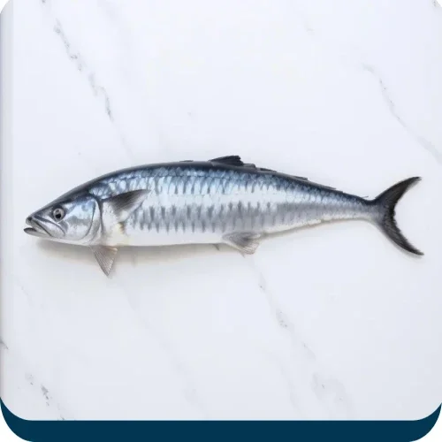 69af1d6968b0f.webp King Surma Fish -1.4-1.5kg/ 1 pcs - Image 1