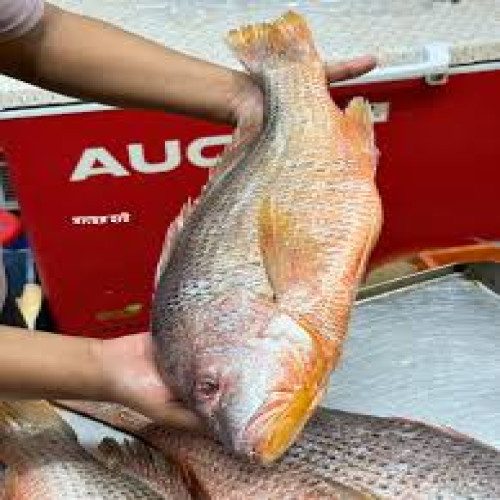 69af1e1da202e.jpg Lal Koral Sea Fish 1.9-2 kg/ 1 pc - Image 1