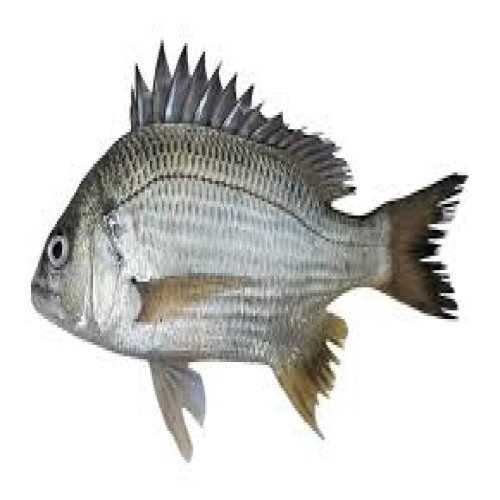 69afacccb2f5b.jpg Datina Koral Sea Fish (500 gm/1pc) - Image 1